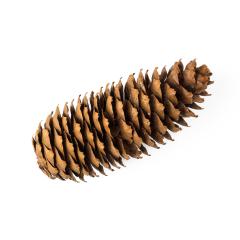 fir tree cone isolated on white- Stock Photo or Stock Video of rcfotostock | RC-Photo-Stock