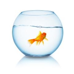 fishbowl with a goldfish- Stock Photo or Stock Video of rcfotostock | RC Photo Stock
