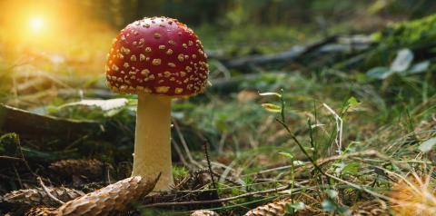 Fly Agaric in the deep forest, with copyspace for your individual text.- Stock Photo or Stock Video of rcfotostock | RC-Photo-Stock