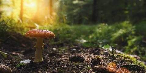 Fly Agaric in the forest, banner size, with copyspace for your individual text.- Stock Photo or Stock Video of rcfotostock | RC-Photo-Stock