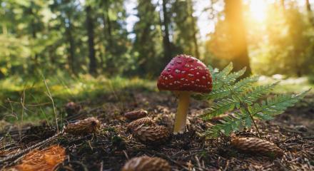 Fly Agaric in the forest with sunlight, with copyspace for your individual text.- Stock Photo or Stock Video of rcfotostock | RC-Photo-Stock