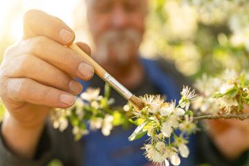 Focused image of a man's hand holding a brush against apple blossoms, with his face blurred in the background. : Stock Photo or Stock Video Download rcfotostock photos, images and assets rcfotostock | RC Photo Stock.: