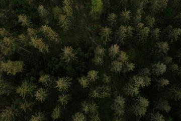 forest aerial drone view- Stock Photo or Stock Video of rcfotostock | RC Photo Stock