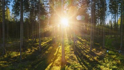 forest backlighted by golden sunlight before sunset panorama - aerial drone shot : Stock Photo or Stock Video Download rcfotostock photos, images and assets rcfotostock | RC Photo Stock.: