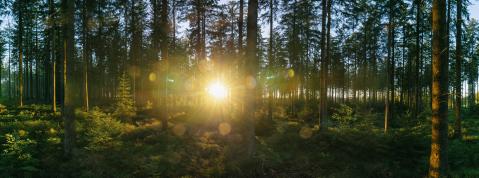 forest backlighted by golden sunlight before sunset panorama- Stock Photo or Stock Video of rcfotostock | RC Photo Stock