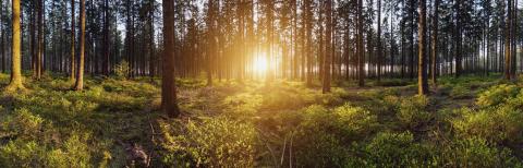 forest backlighted by golden sunlight before sunset panorama- Stock Photo or Stock Video of rcfotostock | RC Photo Stock