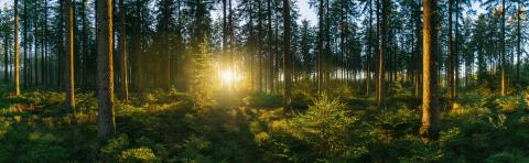 Forest panorama with sunsetlight- Stock Photo or Stock Video of rcfotostock | RC-Photo-Stock