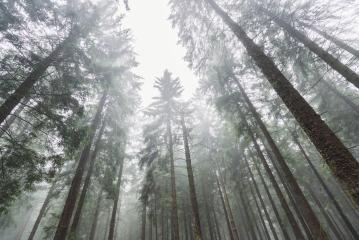 forest trees against Misty sky- Stock Photo or Stock Video of rcfotostock | RC-Photo-Stock