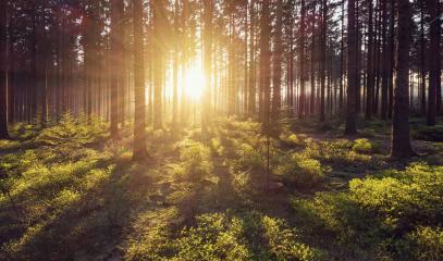 forest trees nature green wood sunlight view : Stock Photo or Stock Video Download rcfotostock photos, images and assets rcfotostock | RC Photo Stock.: