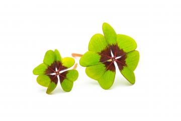 Four-leaf clovers- Stock Photo or Stock Video of rcfotostock | RC Photo Stock