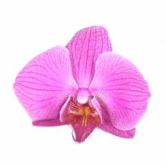 Freisteller Phalaenopsis Orchideenblüte pink- Stock Photo or Stock Video of rcfotostock | RC Photo Stock
