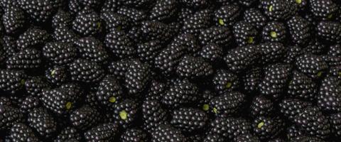 fresh Blackberries on a market- Stock Photo or Stock Video of rcfotostock | RC Photo Stock