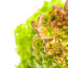 Fresh green lettuce salat background texture. Healthy food concept. Top view.- Stock Photo or Stock Video of rcfotostock | RC-Photo-Stock
