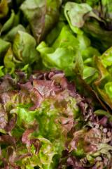 Fresh green lettuce salat background texture. Healthy food concept. Top view.- Stock Photo or Stock Video of rcfotostock | RC Photo Stock