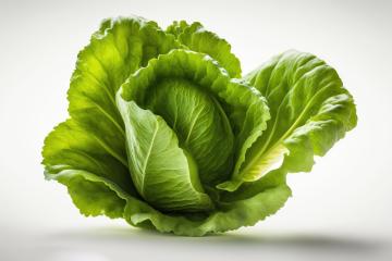 Fresh lettuce isolated on white background (Generative AI)- Stock Photo or Stock Video of rcfotostock | RC Photo Stock
