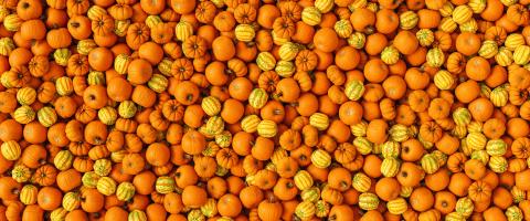fresh pumpkins as a background, banner size- Stock Photo or Stock Video of rcfotostock | RC Photo Stock