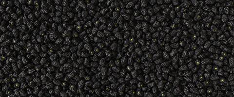 Fresh ripe blackberries as background, top view, banner Size- Stock Photo or Stock Video of rcfotostock | RC Photo Stock