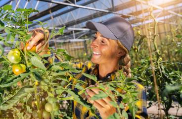 Friendly female farmer harvest fresh tomato at work in greenhouse.- Stock Photo or Stock Video of rcfotostock | RC Photo Stock