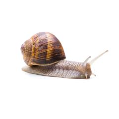 garden snail goes away  : Stock Photo or Stock Video Download rcfotostock photos, images and assets rcfotostock | RC Photo Stock.: