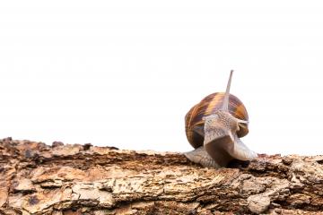 garden snail (Helix aspersa) on a tree trunk- Stock Photo or Stock Video of rcfotostock | RC Photo Stock