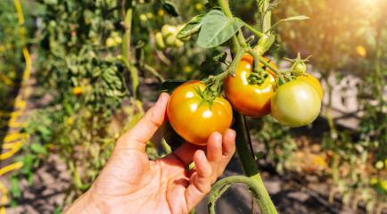 Gardening and agriculture concept. Woman farm worker hands picking fresh ripe organic tomatoes. Greenhouse produce. Vegetable food production. Tomato growing in greenhouse : Stock Photo or Stock Video Download rcfotostock photos, images and assets rcfotostock | RC Photo Stock.: