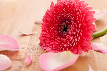 gebera flower with rose leafs on wooden background- Stock Photo or Stock Video of rcfotostock | RC Photo Stock