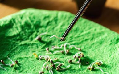 Germinating cannabis seeds on a wet fabric cloth with tweezers- Stock Photo or Stock Video of rcfotostock | RC-Photo-Stock
