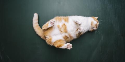 Ginger cat lies on its back on blackboard background in a new apartment. Fluffy pet is doing to sleep there or funny.- Stock Photo or Stock Video of rcfotostock | RC Photo Stock
