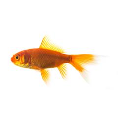 Gold fish- Stock Photo or Stock Video of rcfotostock | RC Photo Stock