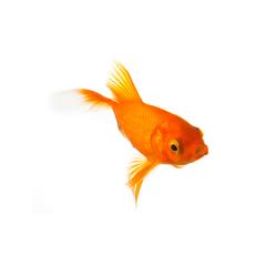 Gold fish- Stock Photo or Stock Video of rcfotostock | RC Photo Stock