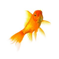 Gold fish- Stock Photo or Stock Video of rcfotostock | RC-Photo-Stock