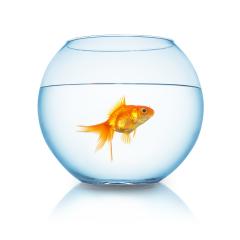 Gold fish in a fishbowl : Stock Photo or Stock Video Download rcfotostock photos, images and assets rcfotostock | RC-Photo-Stock.: