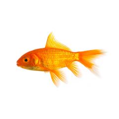 Gold fish isolated on white- Stock Photo or Stock Video of rcfotostock | RC-Photo-Stock