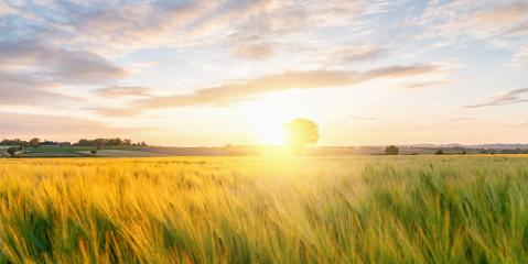 Gold Wheat flied panorama with tree at sunset with clouds, rural countryside- Stock Photo or Stock Video of rcfotostock | RC Photo Stock