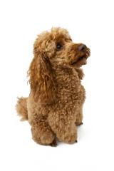 Golden poodle on White Background : Stock Photo or Stock Video Download rcfotostock photos, images and assets rcfotostock | RC Photo Stock.: