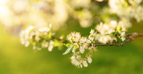 Golden sunlight illuminating white apple blossoms on a branch, with a soft green background- Stock Photo or Stock Video of rcfotostock | RC Photo Stock