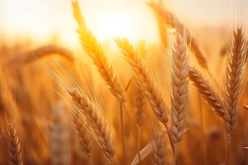 Golden wheat close-up against the sunset
 : Stock Photo or Stock Video Download rcfotostock photos, images and assets rcfotostock | RC Photo Stock.: