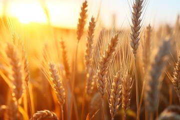 Golden wheat field with sun shining through
- Stock Photo or Stock Video of rcfotostock | RC Photo Stock