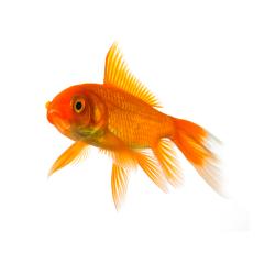 Goldfisch : Stock Photo or Stock Video Download rcfotostock photos, images and assets rcfotostock | RC Photo Stock.:
