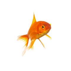 Goldfisch : Stock Photo or Stock Video Download rcfotostock photos, images and assets rcfotostock | RC Photo Stock.: