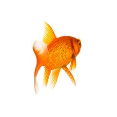 Goldfisch von hinten- Stock Photo or Stock Video of rcfotostock | RC Photo Stock