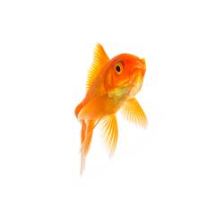 Goldfish - Stock Photo or Stock Video of rcfotostock | RC-Photo-Stock
