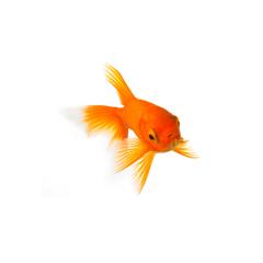 Goldfish - Stock Photo or Stock Video of rcfotostock | RC Photo Stock