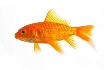 Goldfish : Stock Photo or Stock Video Download rcfotostock photos, images and assets rcfotostock | RC Photo Stock.: