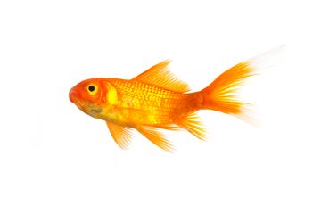 Goldfish- Stock Photo or Stock Video of rcfotostock | RC-Photo-Stock
