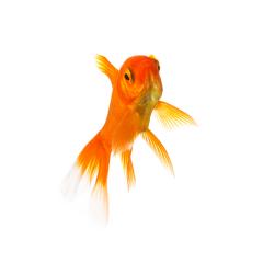 Goldfish- Stock Photo or Stock Video of rcfotostock | RC Photo Stock