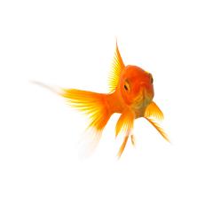 Goldfish- Stock Photo or Stock Video of rcfotostock | RC-Photo-Stock