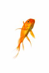 Goldfish : Stock Photo or Stock Video Download rcfotostock photos, images and assets rcfotostock | RC Photo Stock.: