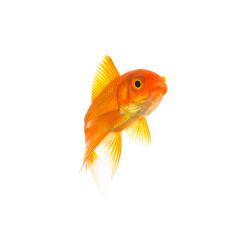 Goldfish (Carassius auratus)- Stock Photo or Stock Video of rcfotostock | RC Photo Stock