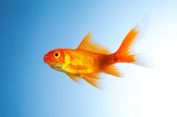 Goldfish (Carassius auratus) : Stock Photo or Stock Video Download rcfotostock photos, images and assets rcfotostock | RC-Photo-Stock.: